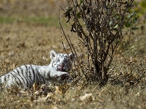 Leaf, grass, White, tiger