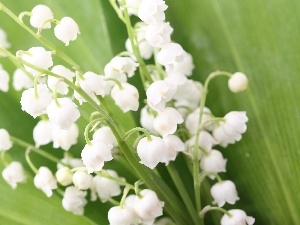 Leaf, green ones, White, lilies