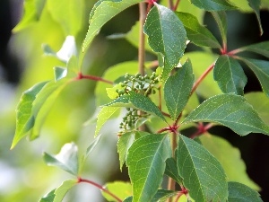 Wine, Leaf, wild