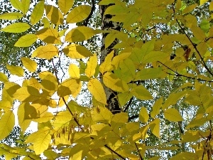 Leaf, Yellow