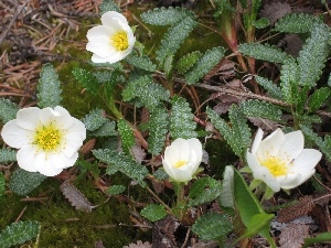 avens, leaves, Flowers