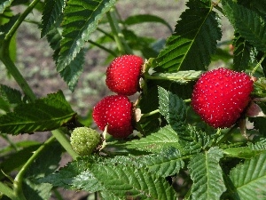 leaves, green ones, bush, raspberries