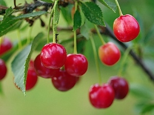 cherries, leaves, Red