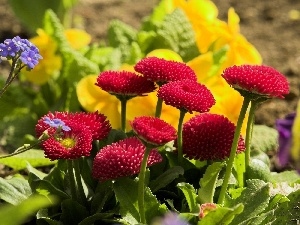 daisies, leaves, Red