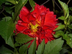 leaves, Colourfull Flowers, Dalia, Red