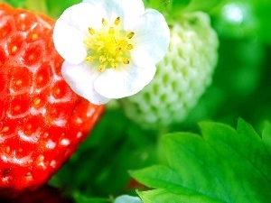 Flower, leaves, Strawberry