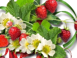 Flowers, leaves, Strawberries