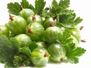 gooseberry, leaves, Green