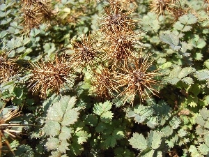 leaves, Acena Buchanana, green ones