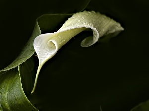 Kalla, Leaves, White