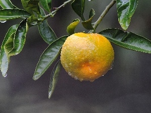 leaves, green ones, mandarine, sapling