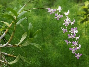 leaves, orchid