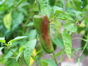 pepper, leaves, Green