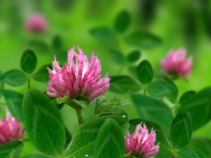 leaves, green ones, Pink, trefoil