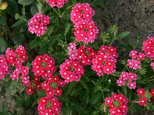 leaves, green ones, Pink, verbena