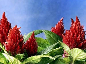 red hot, Blossoming, Celosia