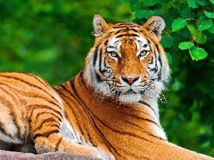 Rocks, leaves, tiger