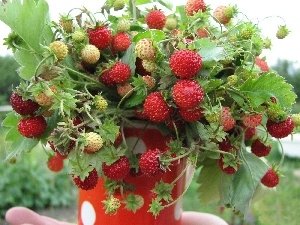 leaves, Strawberries