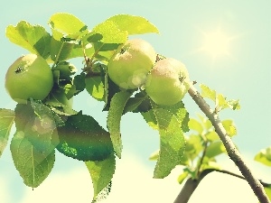 leaves, green ones, apples, sun, branch
