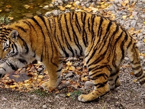 leaves, tiger