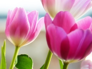 Tulips, leaves, Three