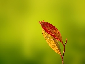 leaves, twig, Two cars