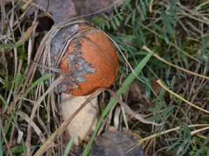 grass, Leccinum Red