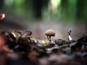 leg, Hat, Little, mushroom