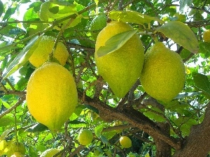 citrus, lemons, trees