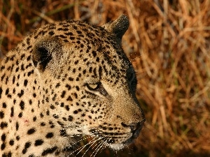 leopard, Head