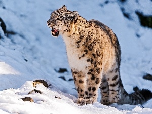 snow leopard, winter