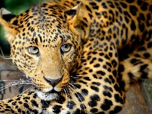 Leopards, ambush