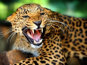 Leopards, furious