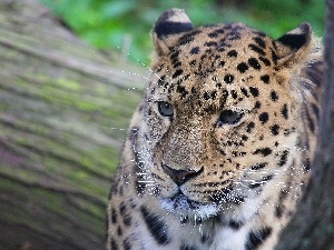 Leopards, gazing