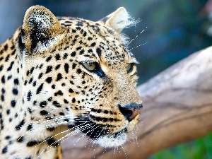 Leopards, gazing