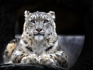 snow leopard, lying