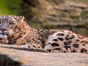 snow leopard, lying