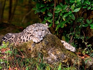 snow leopard, Resting