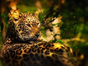 Leopards, light breaking through sky, Holidaymaker