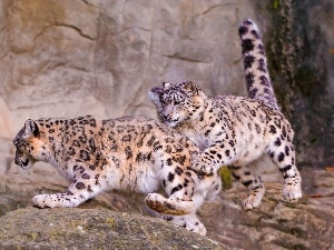 snow, Leopards, Irbisy