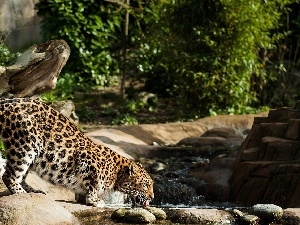 Leopards, thirsty