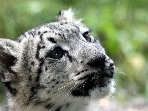 Leopards, White