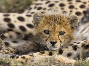 Cheetah, young