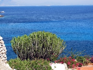 Levanzo, Bush, sea, Italy, flourishing