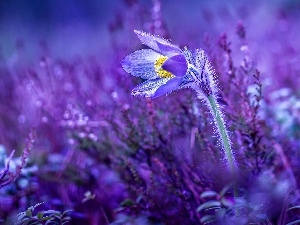 flash, ligh, sun, Colourfull Flowers, luminosity, pasque