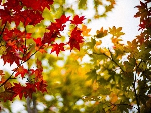 flash, ligh, luminosity, sun, trees, viewes, autumn, Leaf