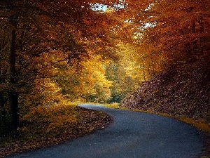 flash, ligh, luminosity, sun, forest, Way, autumn, Leaf