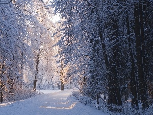 flash, ligh, luminosity, sun, forest, Way, winter, Przebijaj?ce