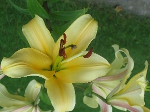 lilies, Light yellow