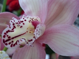 orchid, Light Pink
